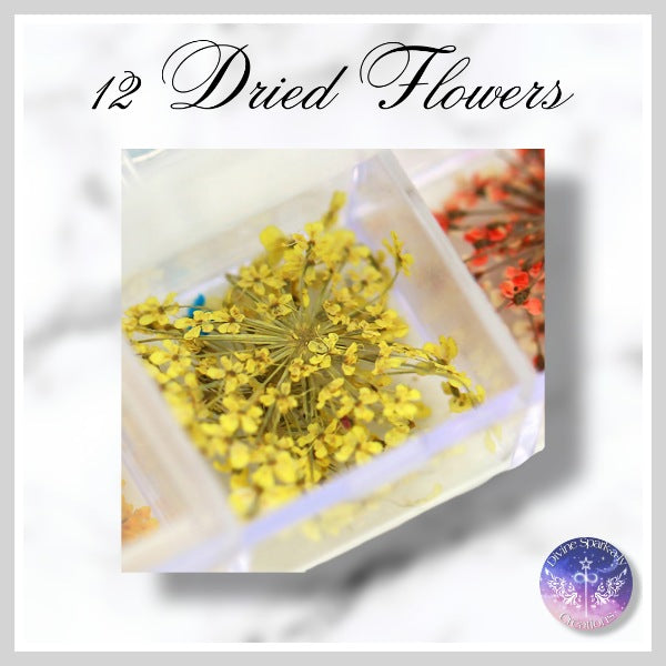 12 Dried Flowers
